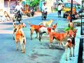 एकलहरे परिसरात मोकाट श्वानांच्या झुंडीच्या झुंडी - Marathi News | Swarms of Mokat dogs in solitary areas | Latest nashik News at Lokmat.com