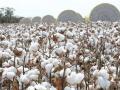 शेतकऱ्यांची प्रथम पसंती कापूस - Marathi News | Cotton is the first choice of farmers | Latest nandurbar News at Lokmat.com