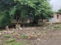 पाळे बुद्रुक परिसरात कोरोनाचे तीन रु ग्ण पॉॅझिटिव्ह - Marathi News | Three times positive of corona in Paale Budruk area | Latest nashik News at Lokmat.com