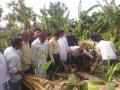 वादळी पावसामुळे रावेर तालुक्यात केळीचे ७५ कोटींचे नुकसान - Marathi News |  75 crore loss of banana in Raver taluka due to windy rain | Latest jalgaon News at Lokmat.com