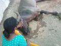 पारोळा तालुक्यातील हिवरखेडे खुर्द येथे सहा जनावरे दगावली - Marathi News | Six animals were killed at Hivarkhede Khurd in Parola taluka | Latest jalgaon News at Lokmat.com
