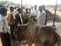 लोंढ्रीतांड्यातील विषबाधित पशुधन धोक्यात : १७ जनावरे दगावली - Marathi News | Poisonous livestock in danger from Londrita | Latest jalgaon News at Lokmat.com