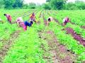 संततधार पावसामुळे शेतीच्या निंदन खर्चात वाढ - Marathi News | Increased cost of cultivation in agriculture due to incessant rains | Latest vardha News at Lokmat.com
