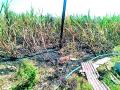 शॉर्ट सर्किटमुळे ऊस जळाला - Marathi News | Burning sugarcane due to short circuit | Latest vardha News at Lokmat.com