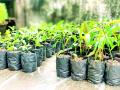 नैसर्गिकरीत्या उगविलेल्या रोपट्यांना जगविण्याचा ध्यास - Marathi News | The courage to live naturally grown seedlings | Latest vardha News at Lokmat.com