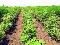 कापसाच्या उत्पादनात घट होणार - Marathi News | Cotton production will fall | Latest yavatmal News at Lokmat.com