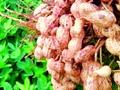 थंडीने भूईमुगाच्या पेरण्या लांबल्या - Marathi News | The cold sowing delayed the sowing of groundnut | Latest yavatmal News at Lokmat.com