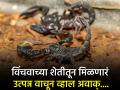 VIDEO : इथे जीव मुठीत घेऊन केली जाते विंचवाची शेती, कोट्यावधी रूपये मिळतो फायदा! - Marathi News | Scorpion farming video : Venomous insects breeding for expensive venom | Latest jarahatke News at Lokmat.com