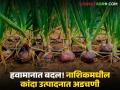 Onion Farming : वातावरणीय बदलाचा कांद्याला फटका; बागलाणमध्ये उत्पादनावर परिणाम होण्याची शक्यता - Marathi News | Onion Farming: Climate change hits onions; Production in Baglan likely to be affected | Latest agriculture News at Lokmat.com