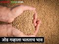 पारंपरिक अशा जुन्या 'जोड गव्हाचे' घेतले उत्पादन, अन्य वाणांच्या तुलनेत ५० टक्के अधिक दराने विक्री - Marathi News | The production of conventional old 'jod wheat', sold at 50 per cent higher than other varieties | Latest agriculture News at Lokmat.com