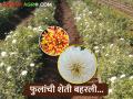 बागायती पिके सोडून बहरली फुलशेती, तरुण शेतकऱ्याचा अनोखा प्रयोग.. - Marathi News | Leaving horticultural crops, blooming flower farming, a unique experiment of a young farmer.. | Latest agriculture News at Lokmat.com