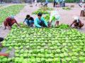 तेंदूपत्ता मजूर कमावताे दिवसाला तीन हजार - Marathi News | Tendupatta laborers earn three thousand a day | Latest gadchiroli News at Lokmat.com