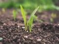 कृषी विभागाचे ‘विकेल ते पिकेल’ धोरण चांगले, पण... - Marathi News | Department of Agriculture's 'sell to pickle' policy is good, but ... | Latest mumbai News at Lokmat.com