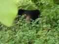 बल्लारपुरात अस्वल शिरल्याने खळबळ; बेशुद्ध करून जेरबंद - Marathi News | A bear entered Ballapur; handover to Forest department | Latest chandrapur News at Lokmat.com