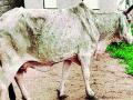पशुसंवर्धन आयुक्तांनी बाधित गावे सोडून लम्पीमुक्त गावांना दिली भेट - Marathi News | The animal husbandry commissioner left the affected villages and visited the lumpy-free villages | Latest vardha News at Lokmat.com