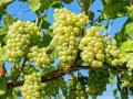 निसर्गाचा लहरीपणा द्राक्ष उत्पादकांच्या मुळावर - Marathi News | Nature's whimsy at the root of grape growers | Latest nashik News at Lokmat.com