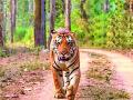 व्याघ्र संरक्षणाचे ‘महाराष्ट्र मॉडेल’ उत्तर प्रदेशात - Marathi News | 'Maharashtra Model' of Tiger cover Uttar Pradesh | Latest amravati News at Lokmat.com