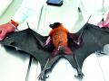 नागपुरात दुर्मिळ वटवाघुळाचा वाचविला जीव - Marathi News | Rare fruit bat survived in Nagpur | Latest nagpur News at Lokmat.com