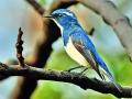 अंबाझरी वनक्षेत्रात ‘मारुती चितमपल्ली बर्ड पार्क’ - Marathi News | 'Maruti Chitampalli Bird Park' in Ambazari Wildlife Sanctuary | Latest nagpur News at Lokmat.com