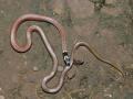 Kolhapur: गगनबावड्यातील निवडेत आढळला दुर्मीळ काळतोंड्या बिनविषारी सर्प, तालुक्यात प्रथमच नोंद  - Marathi News | Rare black toned non venomous snake found in selection in Gaganbawda kolhapur district | Latest kolhapur News at Lokmat.com