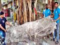 कल्याणमधील झाडे खिळे, बॅनरमुक्त, नागरिकांमध्ये जागृती - Marathi News | Nation of trees in Kalyan, Banner free, citizens awareness | Latest thane News at Lokmat.com