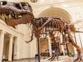 सर्दी-पडशानंही मरायचे बलाढ्य डायनासोर ? - Marathi News | spacial article on Mighty dinosaurs to die of cold know more details what expert says | Latest international News at Lokmat.com