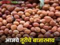 आज तूरीला क्विंटलमागे मिळाला एवढा भाव, जाणून घ्या बाजारसमितीनिहाय दर.. - Marathi News | | Latest agriculture News at Lokmat.com