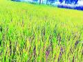 धानपिकावर रोगाचा प्रादुर्भाव वाढला - Marathi News | Outbreaks appear to be exacerbated during this time | Latest bhandara News at Lokmat.com
