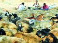 दुष्काळाच्या छायेत सापडला मेंढपाळ व्यवसाय - Marathi News | The shepherd business found in the shadow of the drought | Latest bhandara News at Lokmat.com