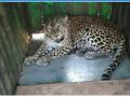 आराईत बिबट्या पिंजऱ्यात - Marathi News | In a leopard cage | Latest nashik News at Lokmat.com
