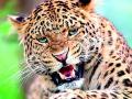 वाघ हल्ल्याची श्रुंखला सुरूच - Marathi News | The series of tiger attacks continues | Latest chandrapur News at Lokmat.com