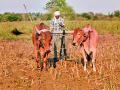 बियाणे दरवाढीने शेतकरी हतबल - Marathi News | Farmers are helpless due to increase in seed prices | Latest chandrapur News at Lokmat.com
