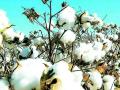 सात हजार शेतकऱ्यांनी विकलाच नाही कापूस - Marathi News | Seven thousand farmers did not sell cotton | Latest chandrapur News at Lokmat.com