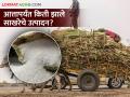 राज्यभरात किती झालंय उसाचं गाळप? एवढे झाले साखरेचे उत्पादन - Marathi News | How much sugarcane has been sifted, how much sugar has been produced | Latest agriculture News at Lokmat.com