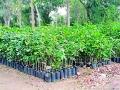 यावर्षी १ कोटी ९ लाख वृक्षारोपणाचे उद्दिष्ट - Marathi News | Aim of 1 crore 9 lakh plantation this year | Latest gadchiroli News at Lokmat.com