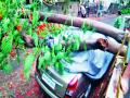 वृक्ष कोसळून चारचाकी वाहनाचे नुकसान - Marathi News |  Due to tree collapse, four-wheeler vehicle damage | Latest nashik News at Lokmat.com