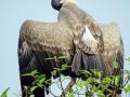 उरलेली गिधाडेही उपासमारीच्या खाईत - Marathi News | The rest of the vultures are also starving | Latest nandurbar News at Lokmat.com