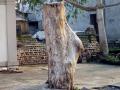 नंदुरबारातील विविध भागात जुन्या वृक्षांवर सर्रास कुºहाड - Marathi News | Axes on old trees in various parts of Nandurbar | Latest nandurbar News at Lokmat.com