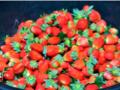 सातपुड्याची स्ट्राॅबेरी निघाली उपमुख्यमंत्र्यांच्या भेटीला - Marathi News | Strawberries from Satpuda went to meet the Deputy Chief Minister | Latest nandurbar News at Lokmat.com