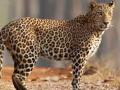 वाडी पुनवर्सन येथे सात वर्षीय बालिकेवर बिबट्याचा हल्ला - Marathi News | Leopard attack on seven-year-old girl at Wadi Rehabilitation | Latest nandurbar News at Lokmat.com