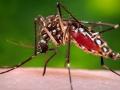 नवापुरात कोरोनानंतर आता डेंग्यूचा कहर - Marathi News | After Corona in Navapur, now the scourge of dengue | Latest nandurbar News at Lokmat.com
