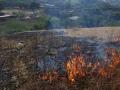 परभणी : येलदरीत वनरोपवाटिकेला लागली आग - Marathi News | Parbhani: Fire in Jharkhand in Yeldar | Latest parabhani News at Lokmat.com