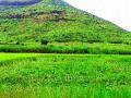 भातपिकावर परतीच्या पावसाचे संकट - Marathi News | Lack of rain on the rice crop | Latest nashik News at Lokmat.com