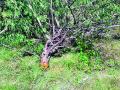 दक्षता पथकातर्फे खैर जंगलतोडची चौकशी - Marathi News | Well done by the Vigilance Squad | Latest nashik News at Lokmat.com