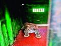 औरंगपूर येथे येवला वनविभागाने लावलेल्या पिंजºयात बिबट्या जेरबंद - Marathi News | A leopard caged in Yeola forest area at Aurangpur | Latest nashik News at Lokmat.com