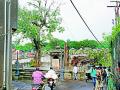 रोकडोबा पारावरील वटवृक्षाची सावली हरपली - Marathi News |  The shade of barley on Rochoda mercury disappeared | Latest nashik News at Lokmat.com