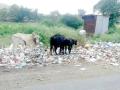 प्लास्टिक घेतेय गुरांचा जीव - Marathi News | The creature of the cattle taking plastic | Latest vardha News at Lokmat.com