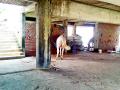 पालिकेच्या अर्धवट सभागृहात घोड्यांचा तबेला - Marathi News | Horse stables in the half-house of the municipality | Latest vardha News at Lokmat.com