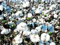 आयात शुल्कवाढीत कापसाला सापत्न वागणूक - Marathi News | Impact of Cotton by the import duty | Latest vardha News at Lokmat.com