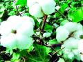 जाती आधारावर ठरणार कापसाचे भाव? - Marathi News | Cotton prices based on caste? | Latest vardha News at Lokmat.com